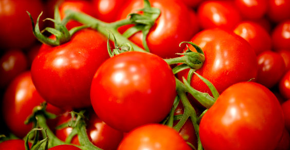 ortaggi-azienda-agricola-le-sinergie ortaggi-azienda-agricola-le-sinergie